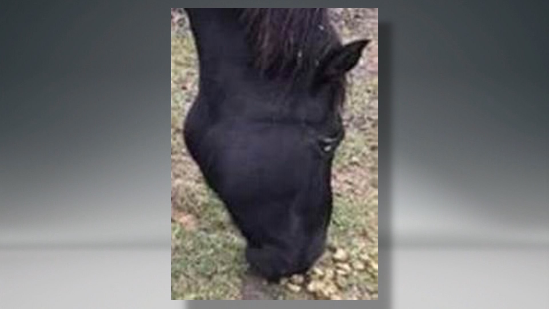 Comal Co. offers reward for missing horse